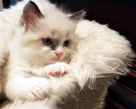 los angeles ragdoll kittens